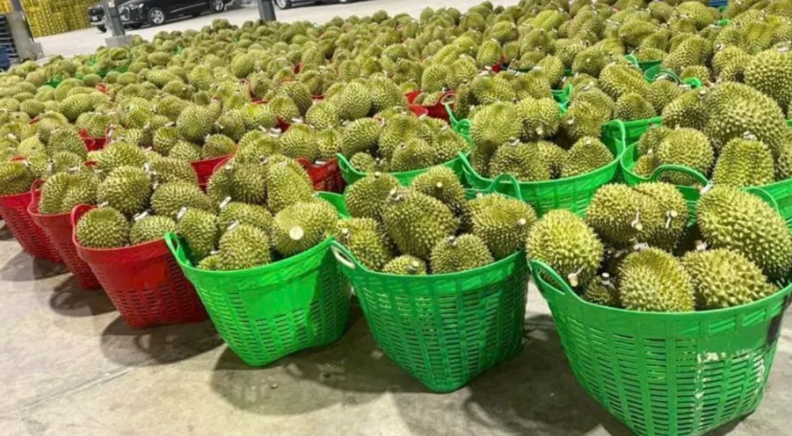Khả năng chịu tải của cần xé nhựa sầu riêng trong thực tế